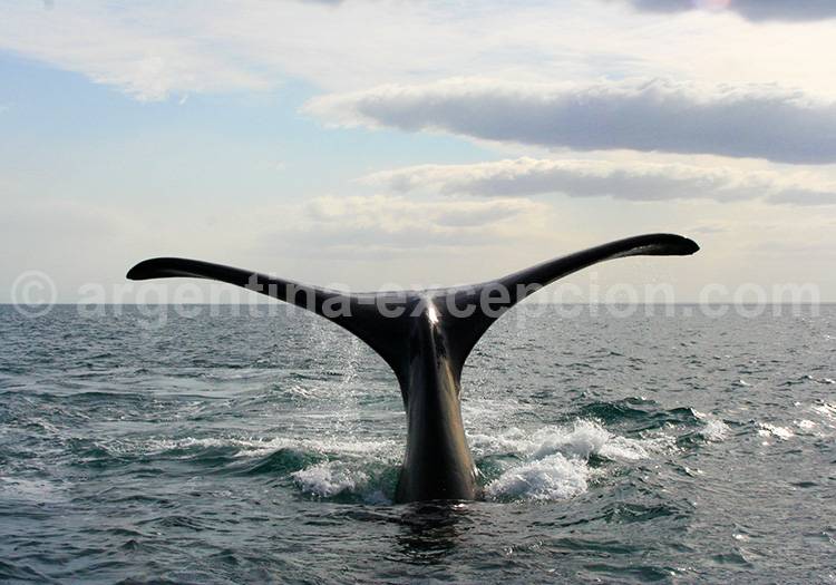 Une baleine à Punta Delgada Une baleine à Punta Delgada