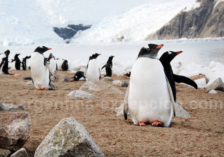 Manchots en Antarctique - Crédit Facundo Santana Manchots en Antarctique - Crédit Facundo Santana