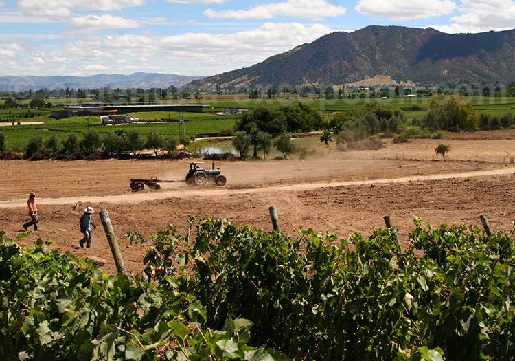 Viña Mentes, Chili Viña Mentes, Chili
