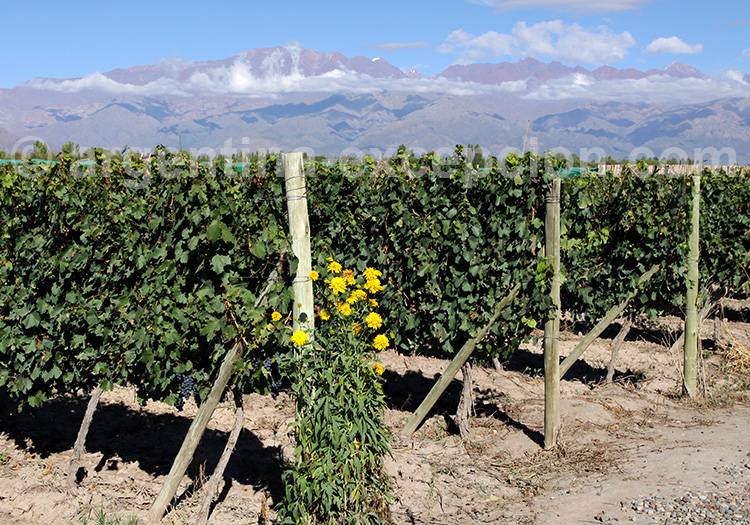 Vignobles de Mendoza Vignobles de Mendoza