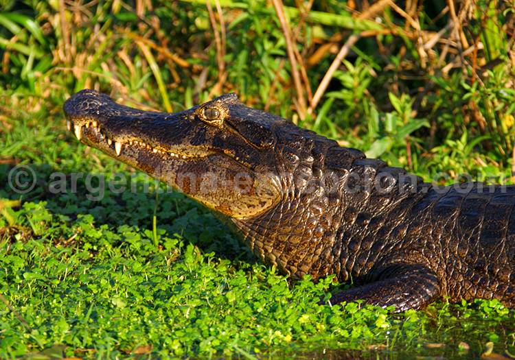 Caiman Yacaré, Esteros del Iberá Caiman Yacaré, Esteros del Iberá
