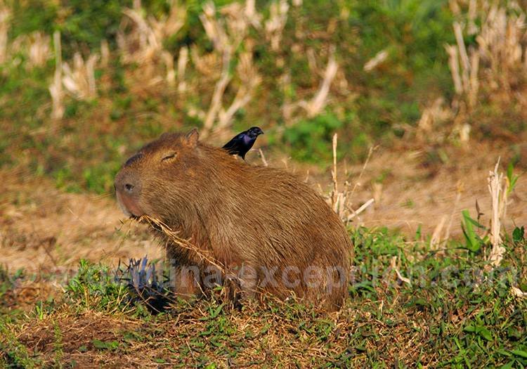 Carpincho, Esteros del Iberá Carpincho, Esteros del Iberá