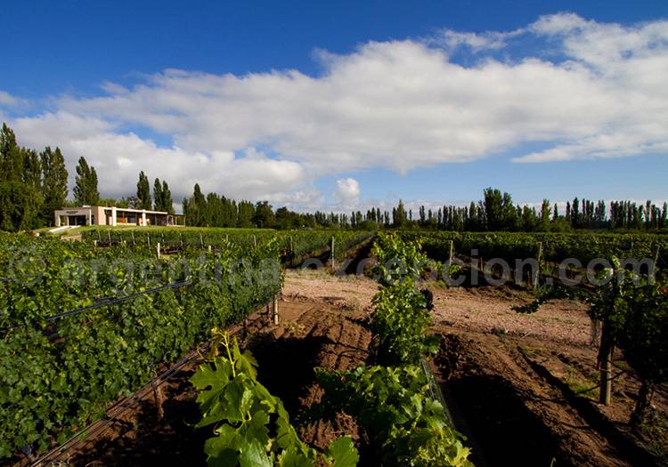 Bodega Algodon Wine Estates Bodega Algodon Wine Estates