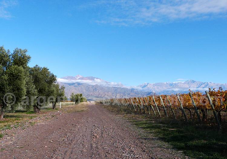 Paysages de Luján de Cuyo Paysages de Luján de Cuyo