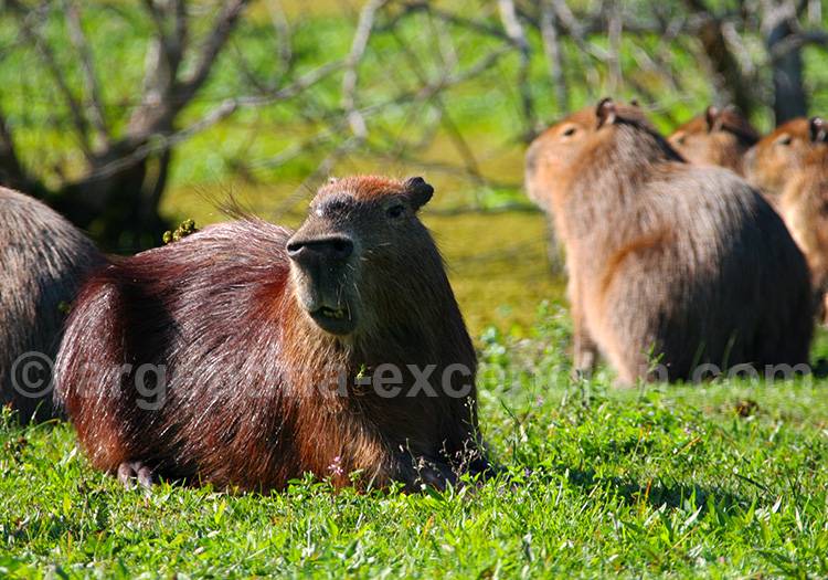 Carpincho, Esteros del Iberá Carpincho, Esteros del Iberá