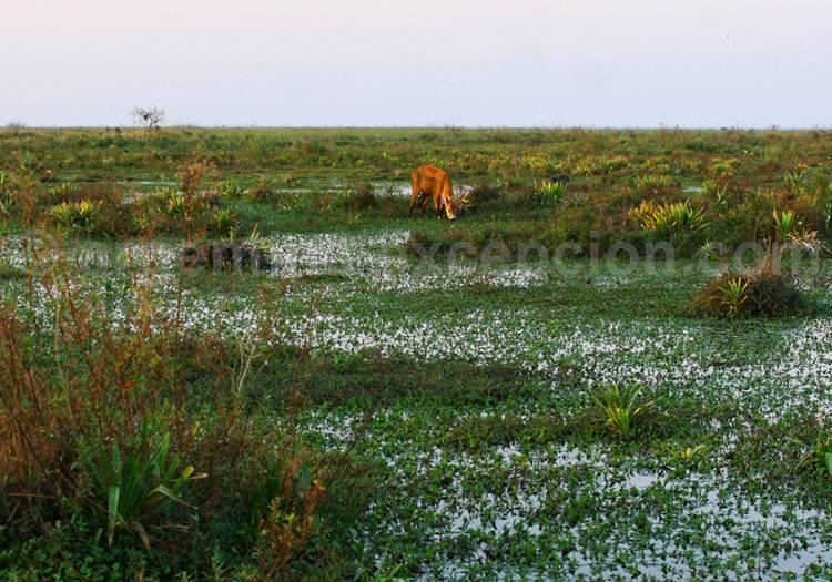Un cerf des marais, Esteros del Iberá Un cerf des marais, Esteros del Iberá