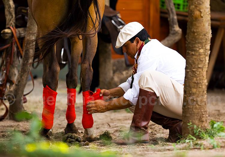 Petisero au Colibri Petisero au Colibri