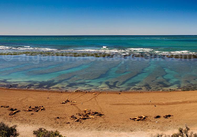Eléphants de mer, Caleta Valdés Eléphants de mer, Caleta Valdés