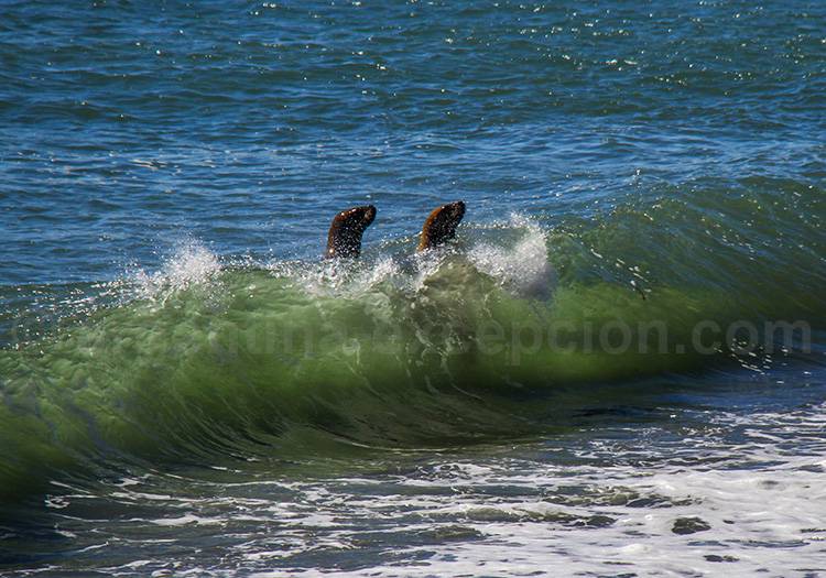Lions de mer, péninsule Valdés Lions de mer, péninsule Valdés
