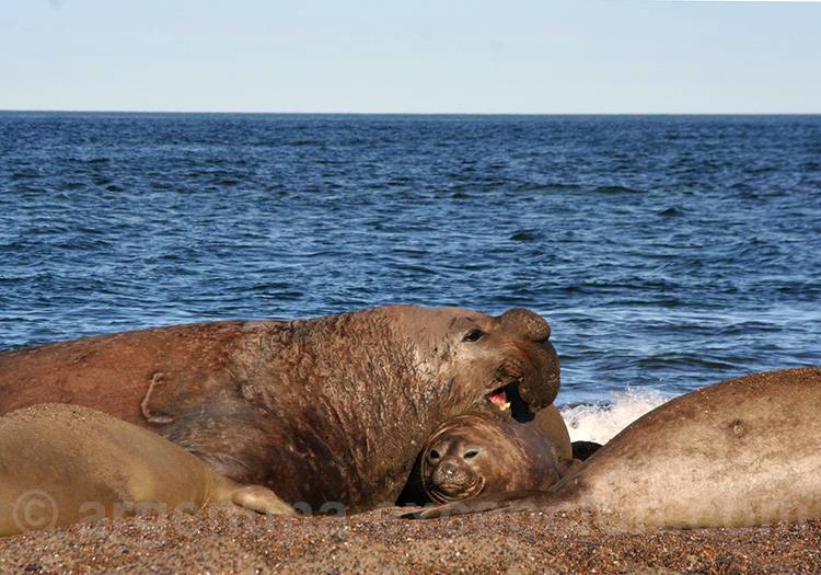 Eléphant de mer, Valdés