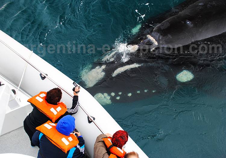 Une baleine près de la péninsule Valdés Une baleine près de la péninsule Valdés