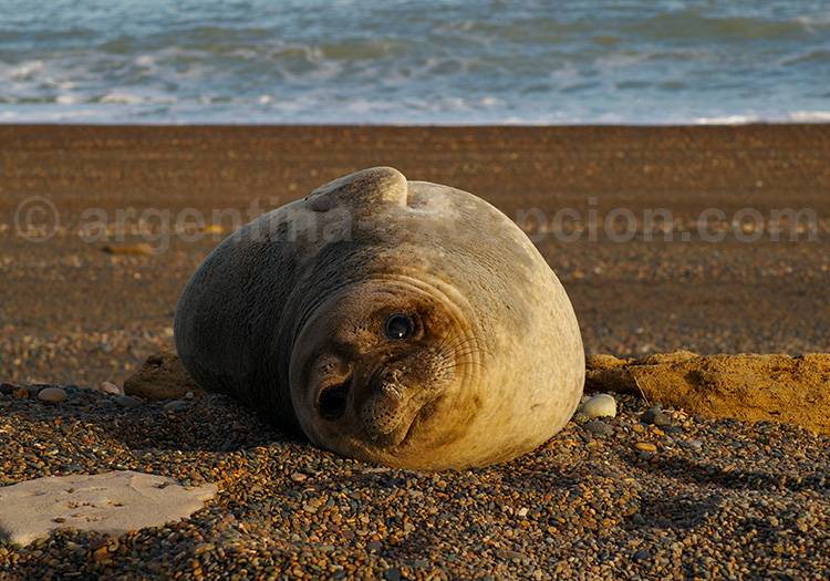 Une femelle éléphant de mer sur la péninsule Valdés Une femelle éléphant de mer sur la péninsule Valdés