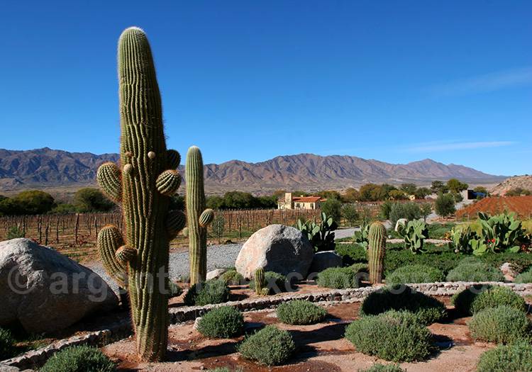 Vignes de l'estancia Colomé Vignes de l'estancia Colomé