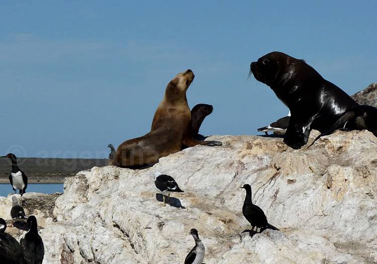 Lions de mer, Patagonie Lions de mer, Patagonie