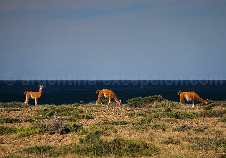 Guanacos sur la péninsule Valdés Guanacos sur la péninsule Valdés