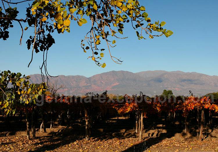 Route des vins de Cafayate Route des vins de Cafayate