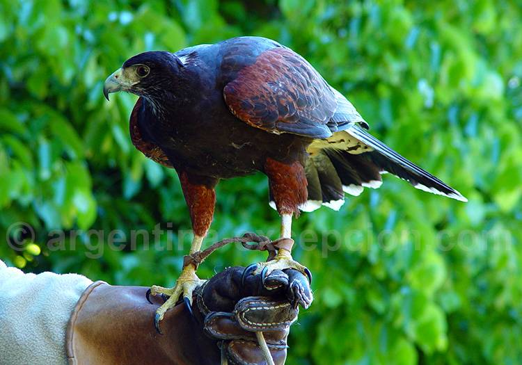 Fauconnerie, estancia La Constancia Fauconnerie, estancia La Constancia