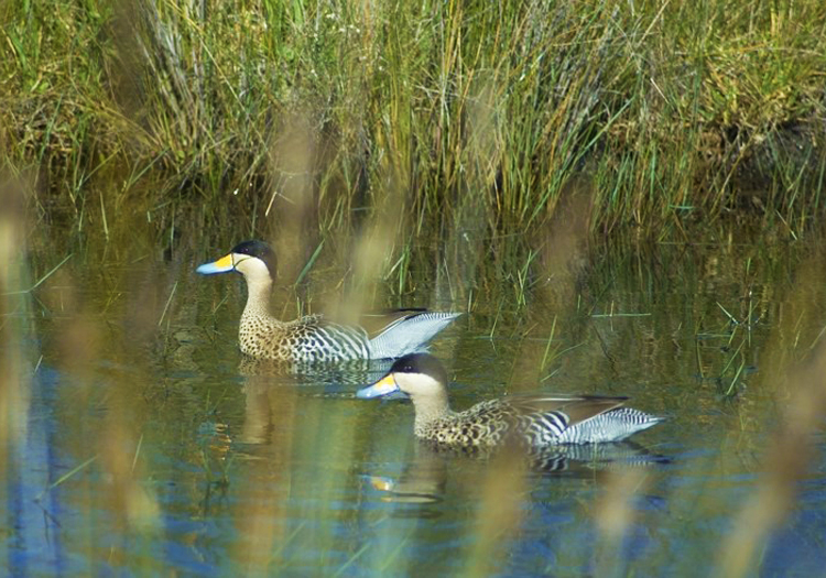 Réserve de biosphère, Mar Chiquito - Crédits Reserva de Biosfera Parque Atlántico Mar Chiquito Réserve de biosphère, Mar Chiquito - Crédits Reserva de Biosfera Parque Atlántico Mar Chiquito