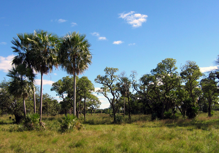 Parc national du Chaco - Crédits wikimédia Parc national du Chaco - Crédits wikimédia