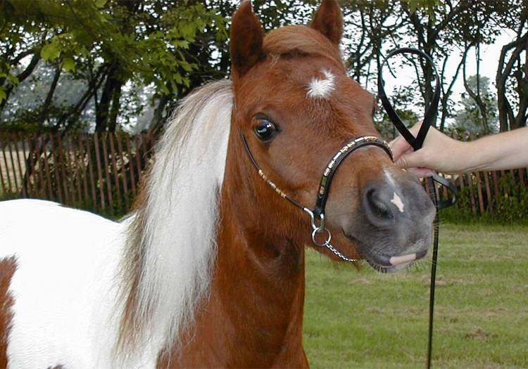 Le cheval miniature Falabella, CC Flickr Bill Strong Le cheval miniature Falabella, CC Flickr Bill Strong