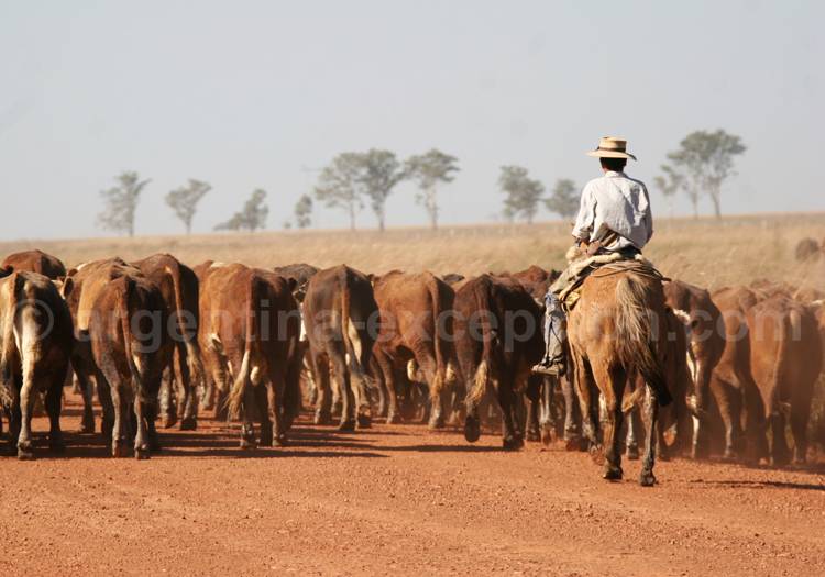 L'économie agroalimentaire argentine L'économie agroalimentaire argentine