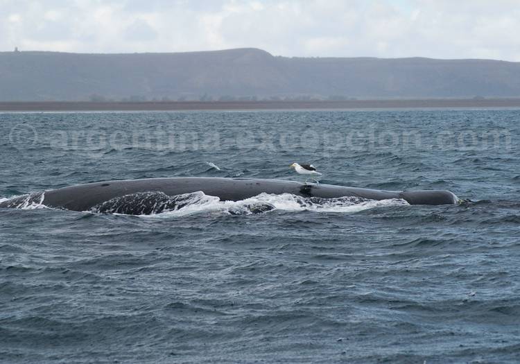 Baleine franche australe, golfe Nuevo Baleine franche australe, golfe Nuevo