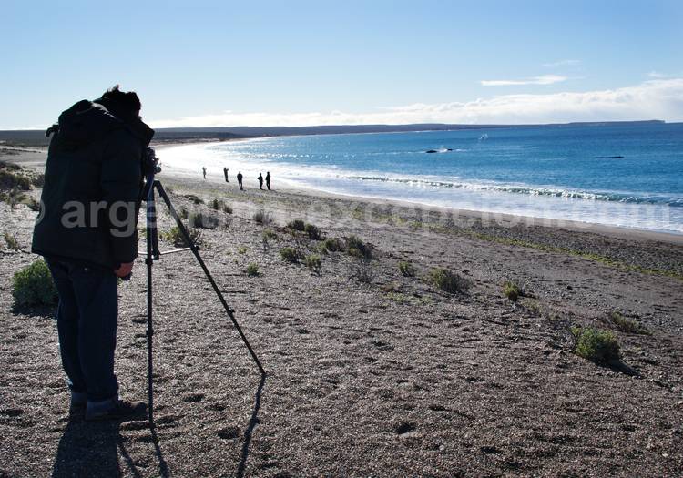 Observation de baleines depuis la plage Doradillo, isthme de Valdès Observation de baleines depuis la plage Doradillo, isthme de Valdès