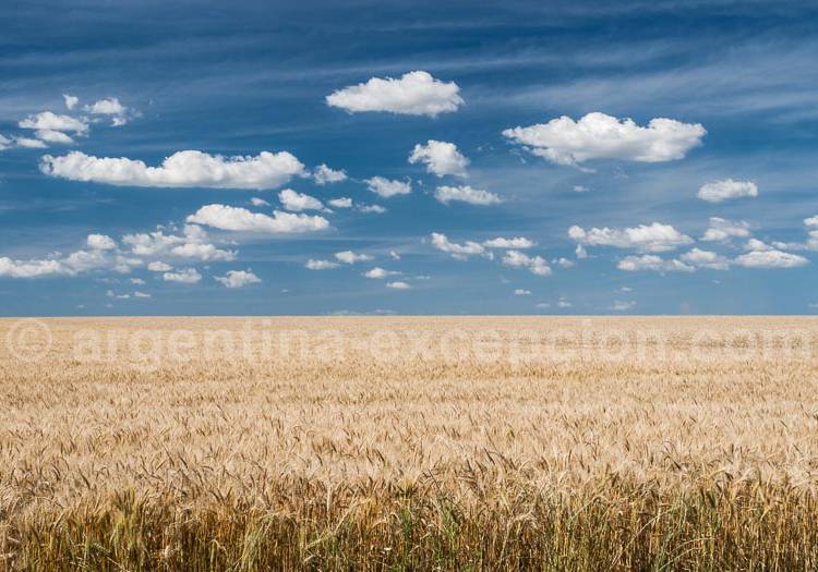 L'Agriculture en argentine L'Agriculture en argentine