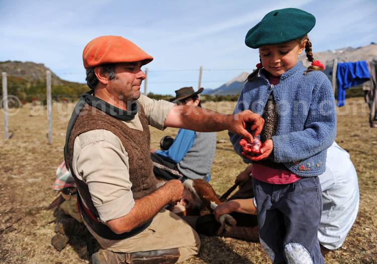 Castrage du veau Castrage du veau