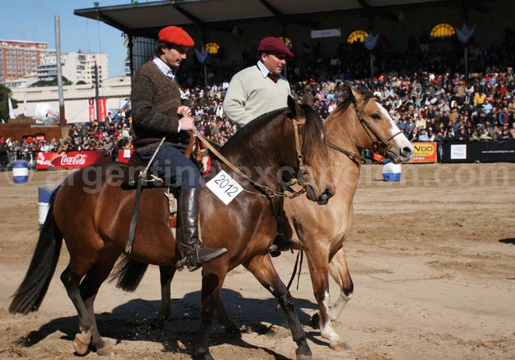 Cheval Peruano-argentin Cheval Peruano-argentin