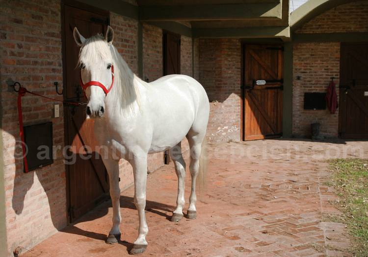 Cheval Silla Argentino Cheval Silla Argentino