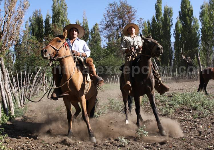 Chevaux créoles à Mendoza Chevaux créoles à Mendoza