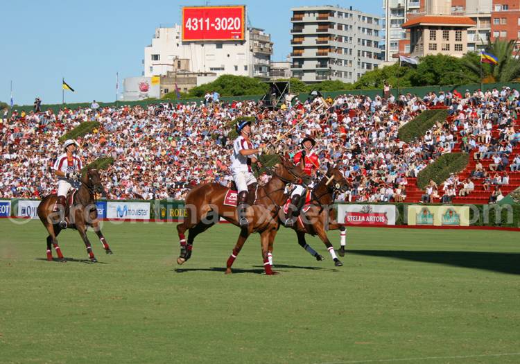 Chevaux de polo Chevaux de polo