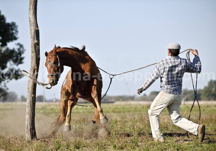 Dressage en Argentine Dressage en Argentine