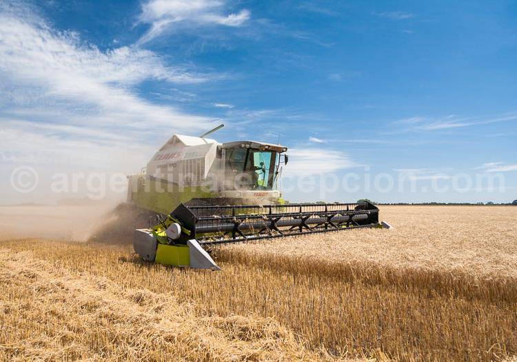 La Pampa argentine, grenier à blé de la planète La Pampa argentine, grenier à blé de la planète