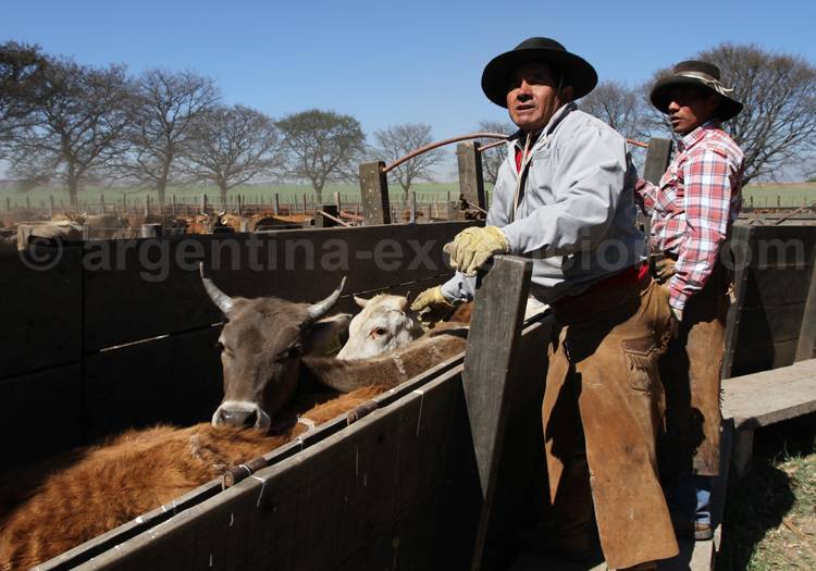 L'élevage en Argentine L'élevage en Argentine