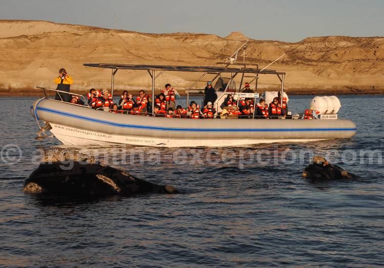 Excursion nautique, Puerto Piramides Excursion nautique, Puerto Piramides