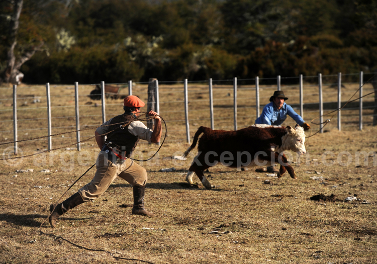 La poursuite au lasso, Patagonie La poursuite au lasso, Patagonie