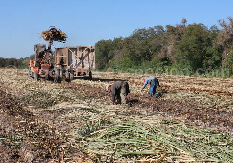 Recolte du maïs, Argentine Recolte du maïs, Argentine