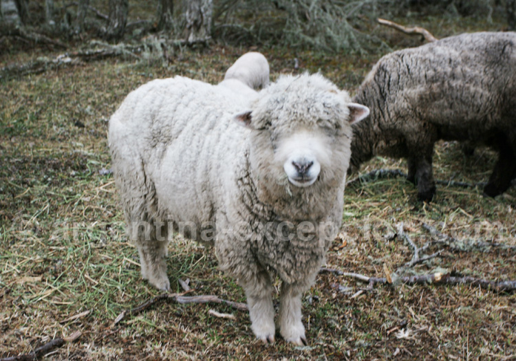 Dessine-moi un mouton Dessine-moi un mouton