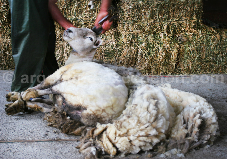 Tonte des moutons en Patagonie, Argentine Tonte des moutons en Patagonie, Argentine