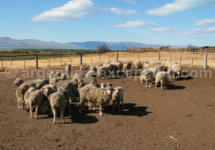 Moutons de Patagonie Moutons de Patagonie