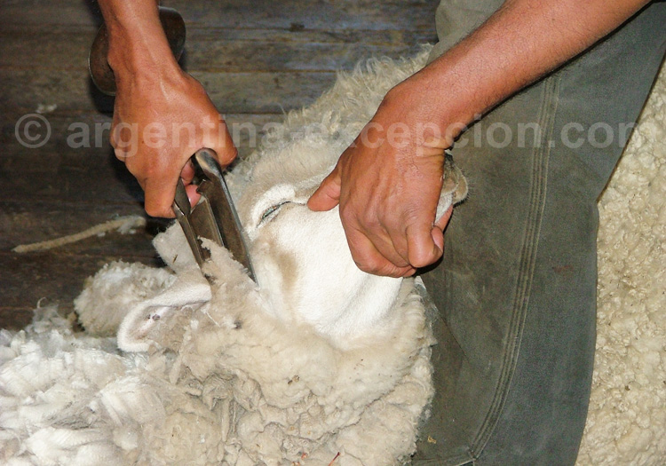 Tonte de mouton en Patagonie Tonte de mouton en Patagonie