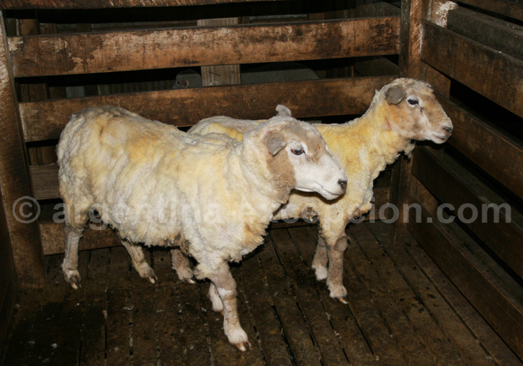 Moutons après la tonte Moutons après la tonte