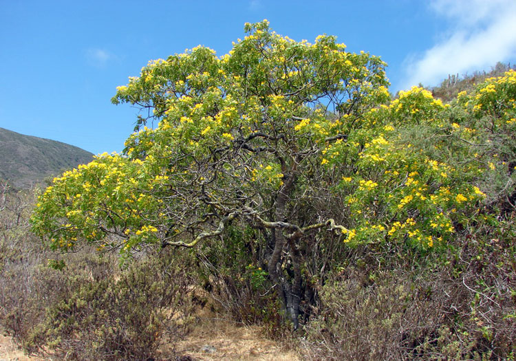 Parc national Chaco Crédit CC Flickr/Pato Novoa Parc national Chaco Crédit CC Flickr/Pato Novoa