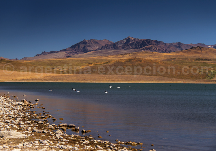Parc Laguna Blanca, Neuquén, zone Ramsar Parc Laguna Blanca, Neuquén, zone Ramsar