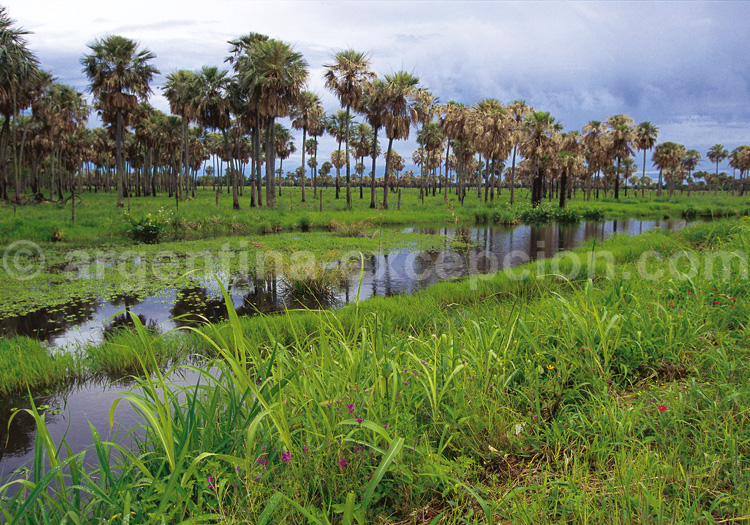 Parc national Predelta Parc national Predelta
