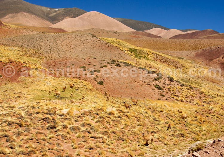 Parc National San Guilermo Parc National San Guilermo