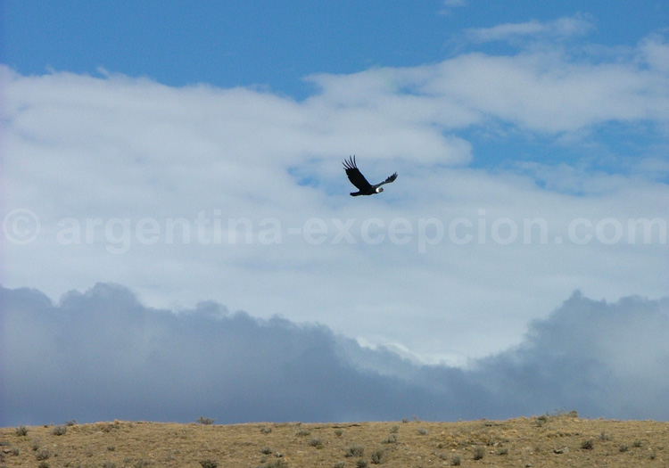 Parc national Quebrada del Condorito Parc national Quebrada del Condorito