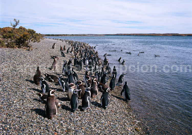 Parc interjuridictionnel marin Isla Pinguino parc isla pinguino